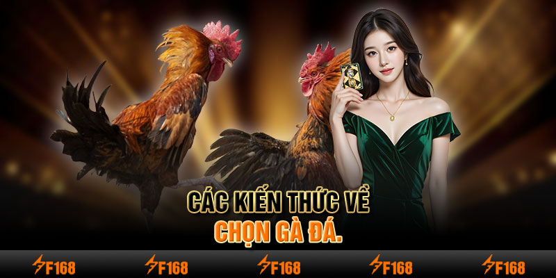 Các kiến thức về chọn gà đá.