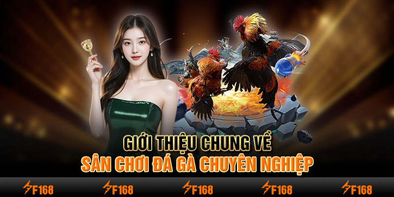 Giới thiệu chung về sân chơi đá gà chuyên nghiệp