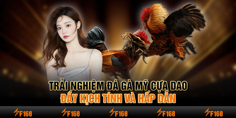 Đá gà Mỹ cựa dao